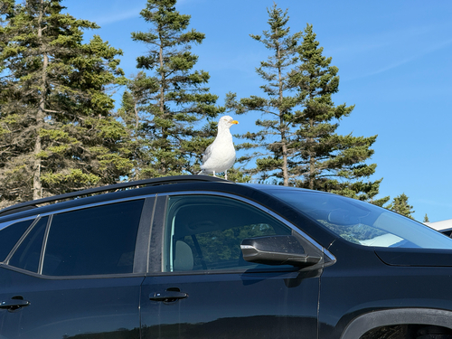 American Herring Gull observed by crtracy