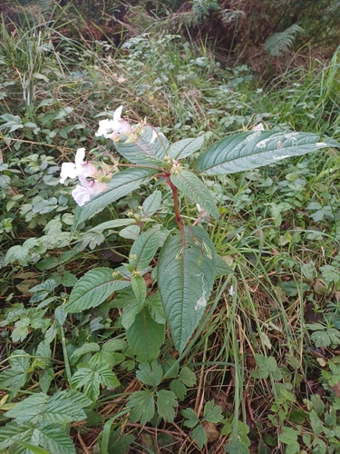 Himalayan balsam