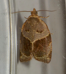Clepsis dumicolana