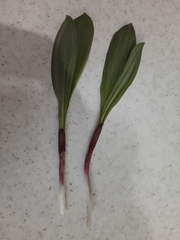 Allium ochotense
