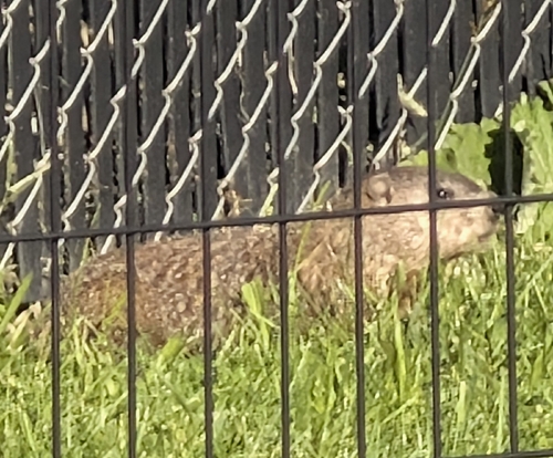 Groundhog observed by strathmeyer