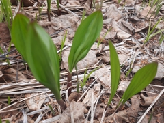 Allium ochotense