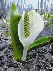 Lysichiton camtschatcensis