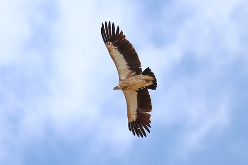 Himalayan Griffon