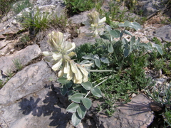 Hedysarum candidum