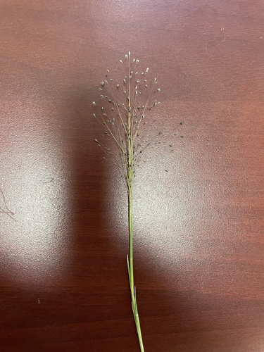 Muhlenbergia asperifolia, 2026-09-15