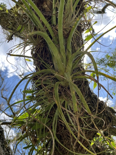 Aechmea recurvata, photograph 3