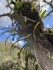 Aechmea recurvata, photograph (c) Gastón Repetto, some rights reserved (CC BY)