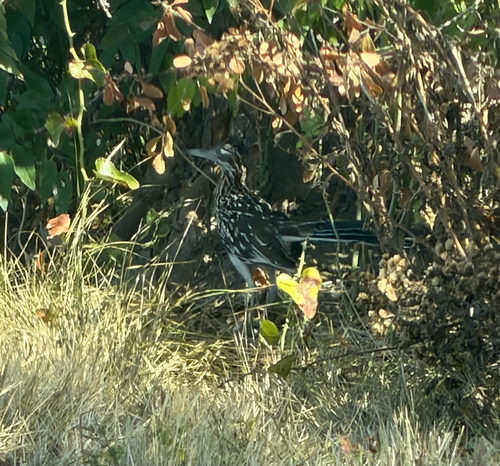 Greater Roadrunner