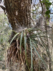 Aechmea recurvata