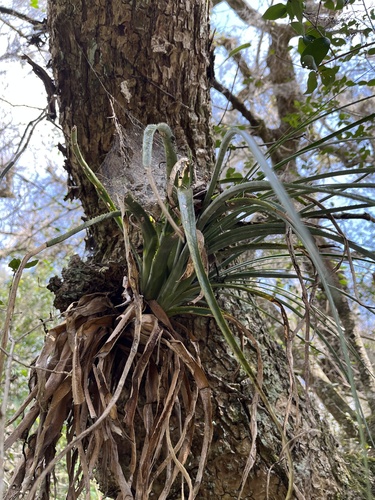 Aechmea recurvata, photograph 2
