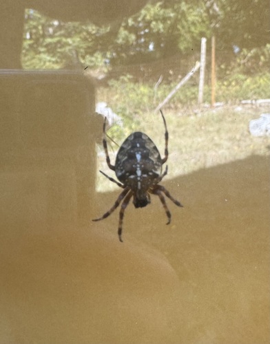 Cross Orbweaver