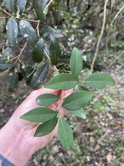 Eugenia uruguayensis