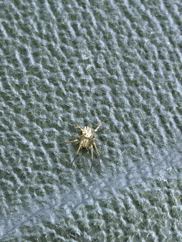lined orbweaver