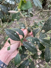 Eugenia uruguayensis, photograph (c) Gastón Repetto, some rights reserved (CC BY)
