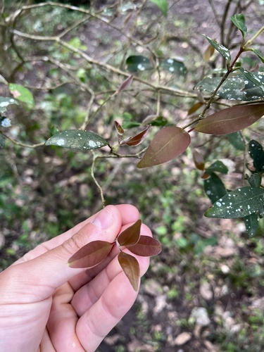 Eugenia uruguayensis, photograph 3