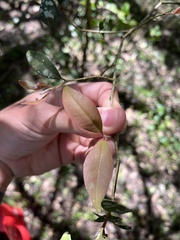 Eugenia uruguayensis, photograph (c) Gastón Repetto, some rights reserved (CC BY)