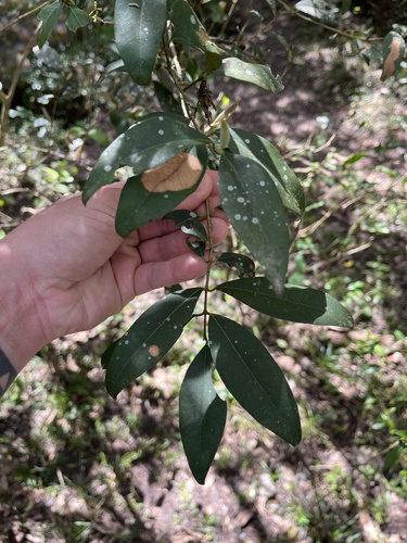 Eugenia uruguayensis, photograph 5