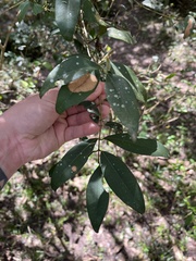 Eugenia uruguayensis, photograph (c) Gastón Repetto, some rights reserved (CC BY)