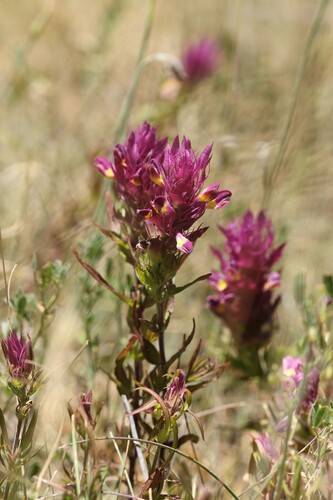 Melampyrum arvense, photograph 2