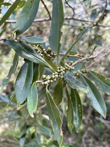 Myrsine coriacea, photograph 3