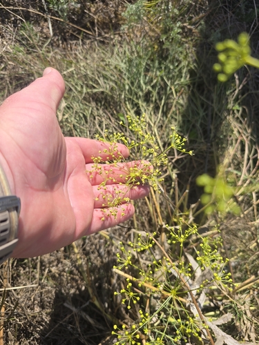 Peucedanum officinale, photograph 2