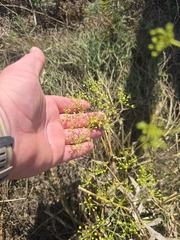 (c) David Sandler, some rights reserved (CC BY) Peucedanum officinale, photograph (c) David Sandler, some rights reserved (CC BY)