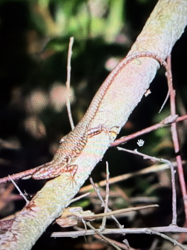 Common Wall Lizard