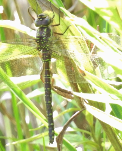 Green-striped Darner