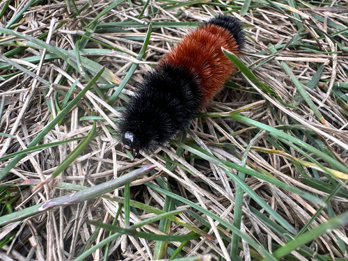 Isabella Tiger Moth