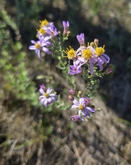 Galatella cana