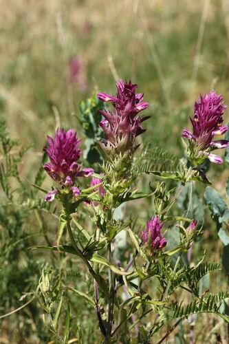 Melampyrum arvense, photograph 1