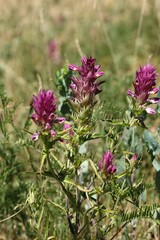 Melampyrum arvense