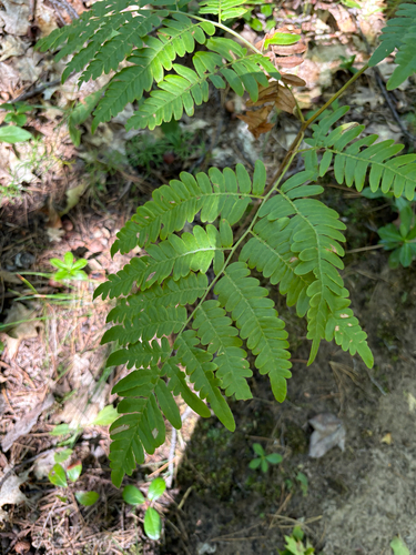 common bracken