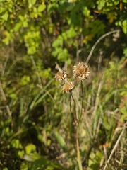 Cirsium canum, photograph (c) David Sandler, some rights reserved (CC BY)