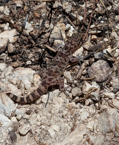 Mediterranean House Gecko