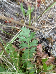 Geum triflorum