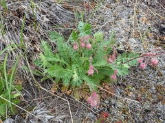 Geum triflorum