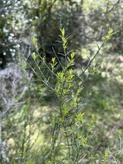 Discaria americana