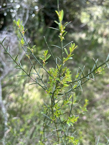 Discaria americana, photograph 2