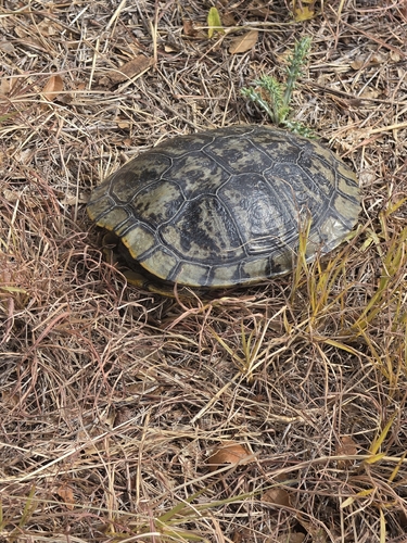Pond Slider