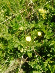 Potentilla chrysantha