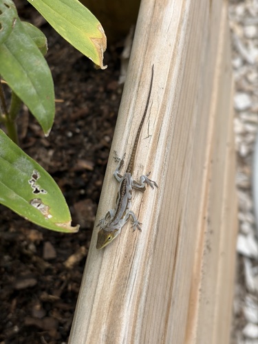 Green Anole
