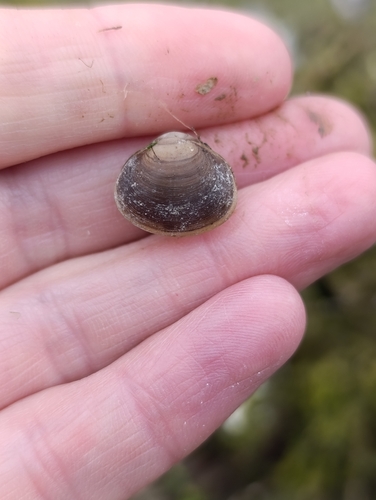 Sphaerium rivicola observed 2026-09-15