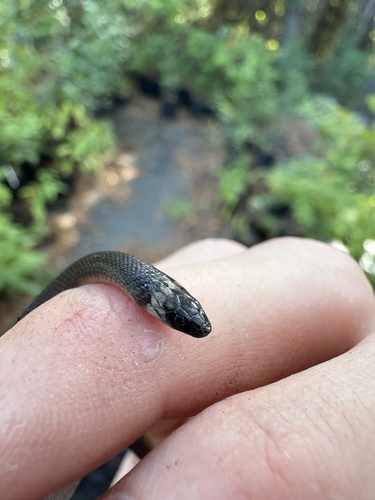 Rough Earthsnake