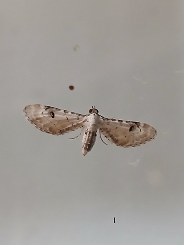 Lime-speck Pug