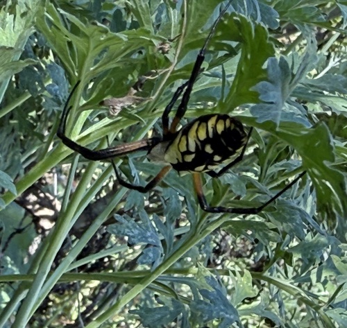 Yellow Garden Spider