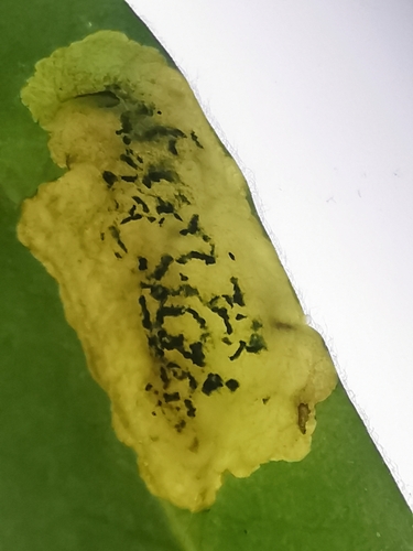Liriomyza pascuum