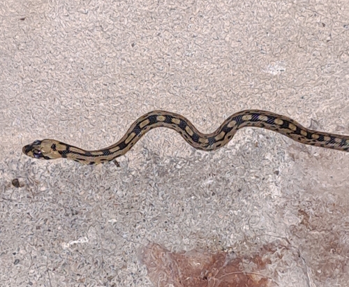 Ladder Snake
