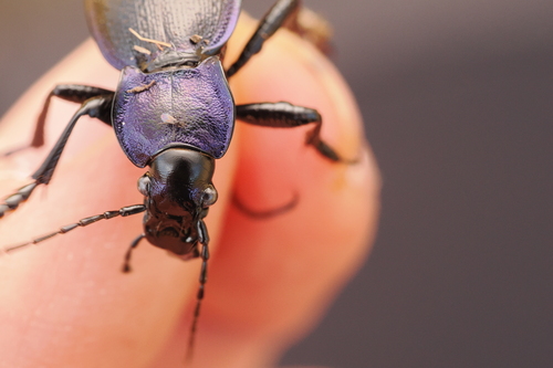 Rough Violet Ground Beetle